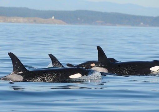 Advocacy Orcas in Puget Sound