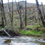 thermal refuge logging muddy stream