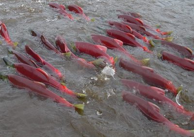 Washington Salmon Threaten by EPA Action