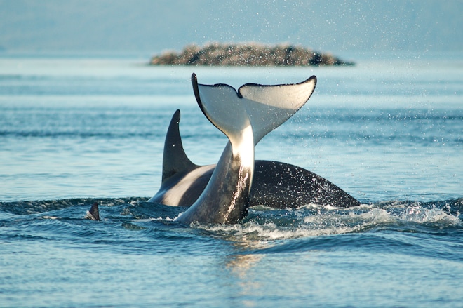 puget sound nutrient pollution AKART