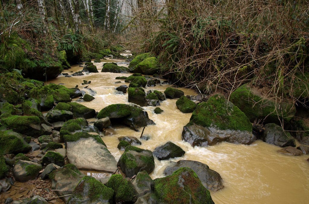 Logging & Farming Runoff Impacting Puget Sound