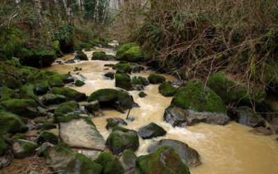 Logging & Farming Runoff Impacting Puget Sound