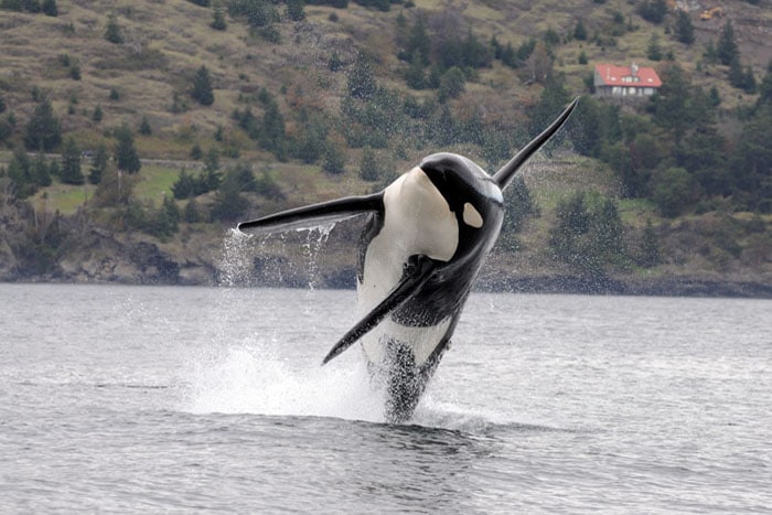 Puget Sound Orca whales sewage treatment