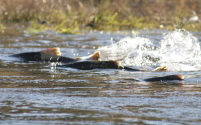 Clean Water Act Rules and Policies