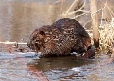 Groups Act to Protect Beavers to Save Salmon and Frogs