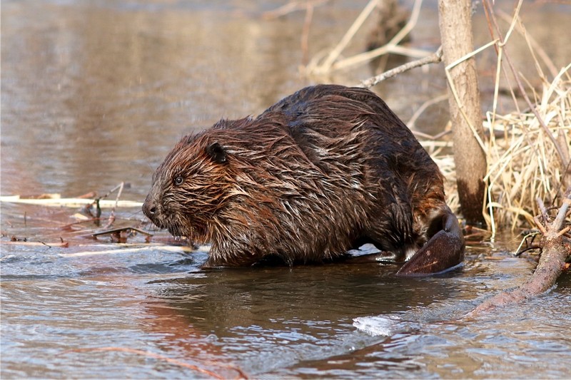 Groups Act to Protect Beavers to Save Salmon and Frogs