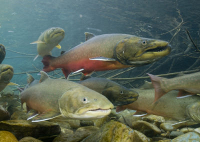 Bull Trout Exposure to Toxic Pollution Brings Court Action