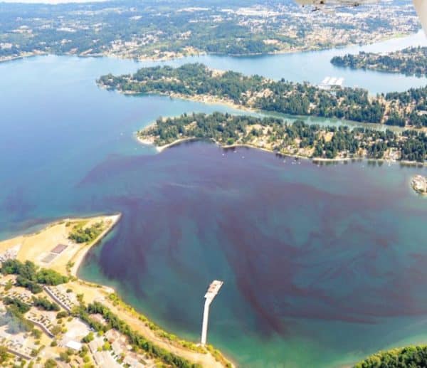 Puget Sound Nutrient Problem