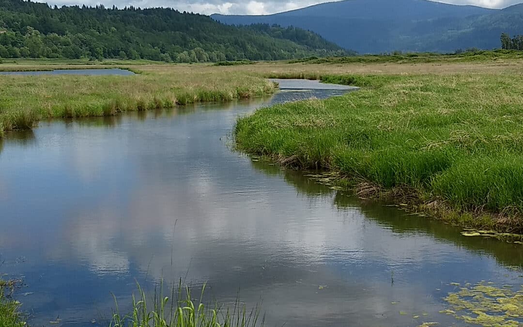 Court Wins for Puget Sound & Columbia River