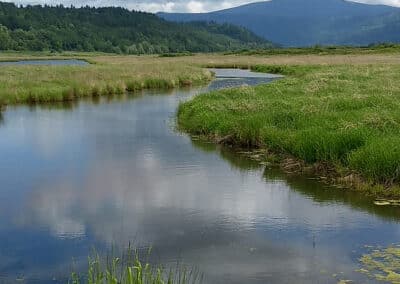 Court Wins for Puget Sound & Columbia River