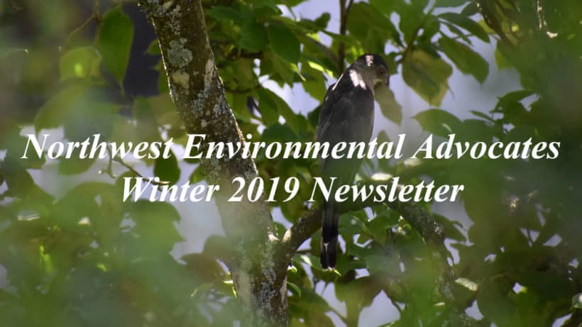 Newsletter Winter 2019