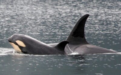 Puget Sound Action