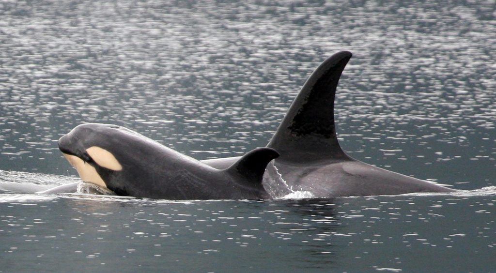 puget sound action to save orcas salmon