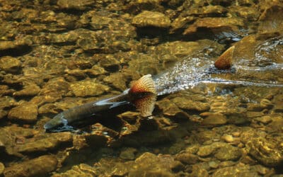 Puget Sound Salmon Spawning