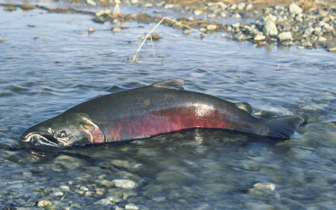 Protecting Salmon in Idaho Waters