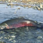 salmon in idaho waters