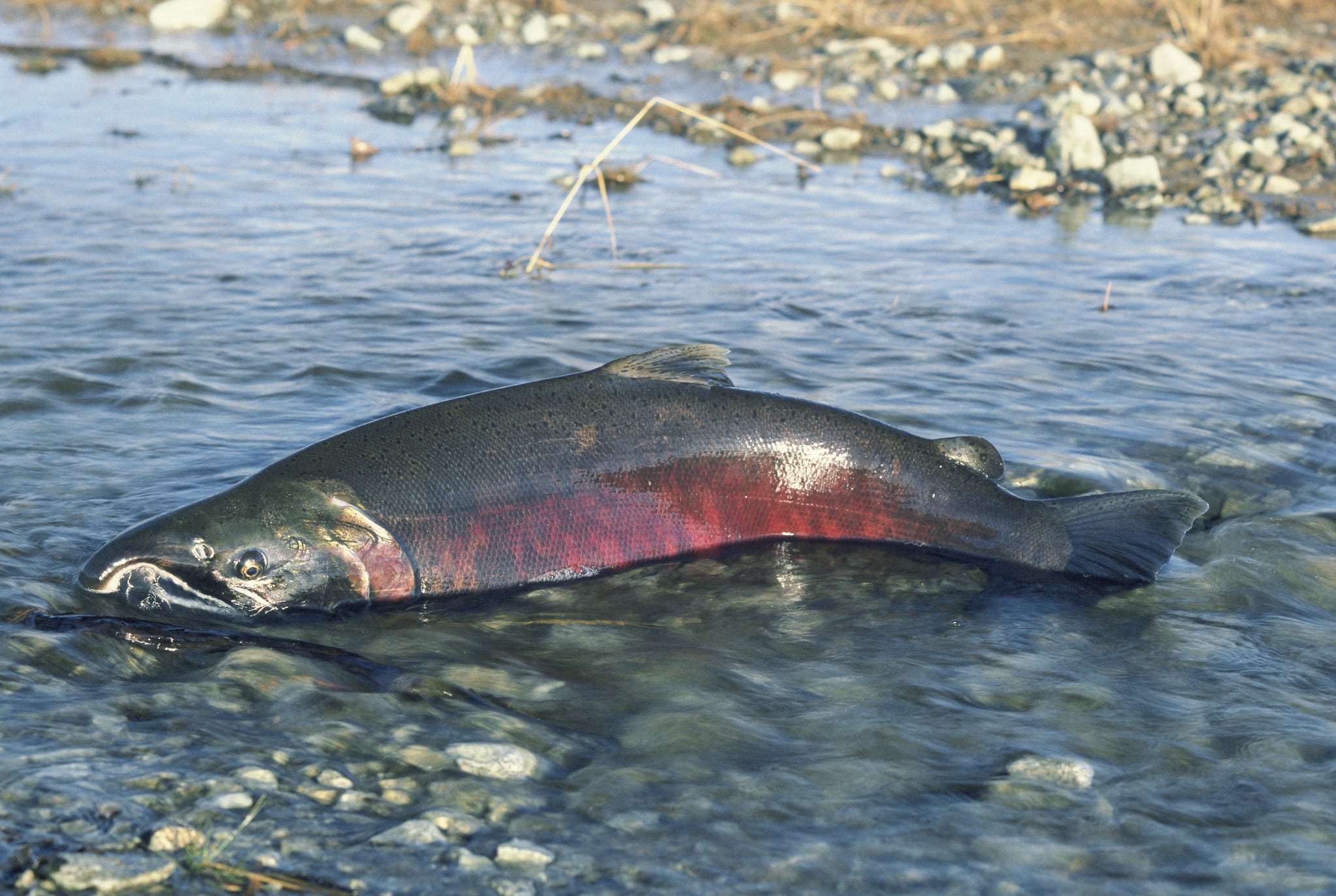 Protecting Salmon in Idaho Waters • NW Environmental Advocates