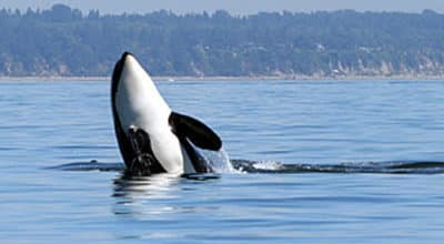Puget Sound General Permit Action