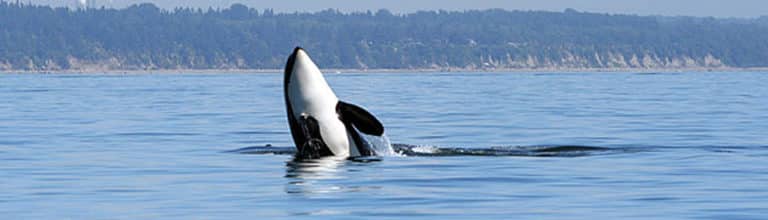 Puget Sound General Permit Action