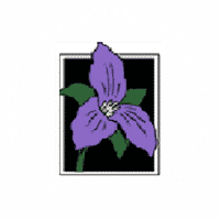 Monochrome Floral Line Illustration Organic Beauty Logo (200 x 200 px) (2) Northwest Environmental Advocates
