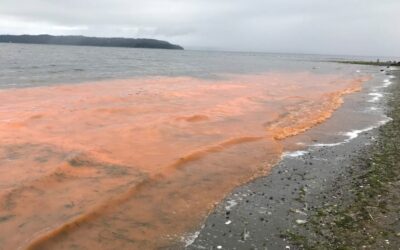 Protecting Orcas