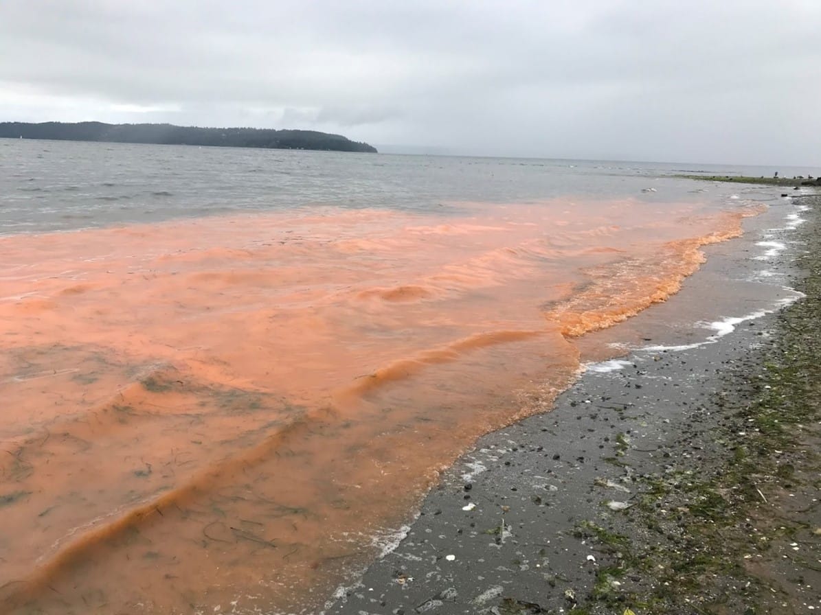 protecting orcas puget sound