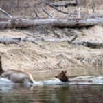 Idaho arsenic