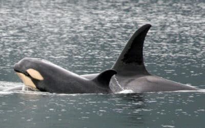 Puget Sound Endangered by Agency Inaction